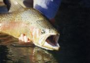 gal/Fishing 1/_thb_File0029.jpg